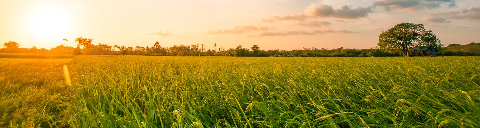 Green rice field with evening sky